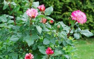 Taille rosiers buissons image 2 | Jo votre jardinier paysagiste à Chevillon, Charny Orée de Puisaye, Yonne (89) | www.jo-votre-jardinier-paysagiste.fr