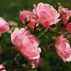 Taille arbustes et rosiers | Jo votre jardinier paysagiste à Chevillon, Charny Orée de Puisaye, Yonne (89) | www.jo-votre-jardinier-paysagiste.fr