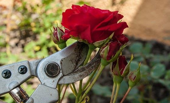 Taille rosiers buissons image 1 | Jo votre jardinier paysagiste à Chevillon, Charny Orée de Puisaye, Yonne (89) | www.jo-votre-jardinier-paysagiste.fr